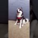 Cute Puppies Doing Funny Things|Cutest Puppies 2021#859.