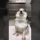 Cute Puppies Doing Funny Things|Cutest Puppies 2021#948.
