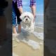 Cute Puppies Doing Funny Things|Cutest Puppies 2021#960.