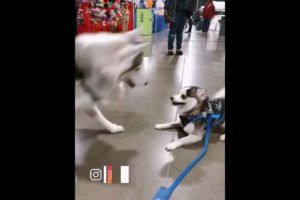 Cute Puppies Doing Funny Things|Cutest Puppies #6.