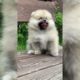 Cute Puppies | The cutest puppies on video