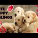 Cute Puppy Siblings🐶Cute Brown Puppy |  Cutest Puppies In The World 2022 😍