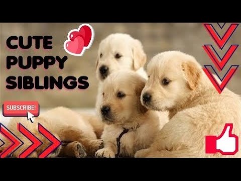 Cute Puppy Siblings🐶Cute Brown Puppy |  Cutest Puppies In The World 2022 😍