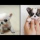 Cute baby animals Videos Compilation cutest moment of the animals - Cutest Puppies #Animals #Cute