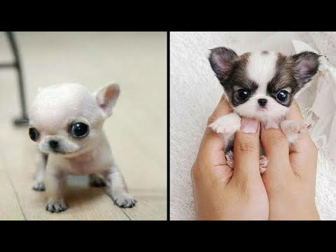 Cute baby animals Videos Compilation cutest moment of the animals - Cutest Puppies #Animals #Cute