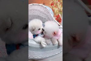 Cute baby animals Videos Compilation of the animals - Cutest Puppies #Animals #Cute #Dogs #Shorts