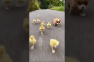 Cute baby animals playing
