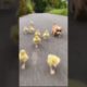 Cute baby animals playing