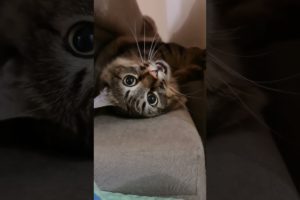 Cute cat ππΊ playing time#short #video #animal #animals