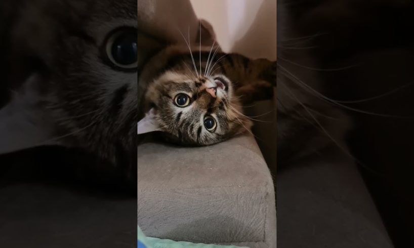 Cute cat ππΊ playing time#short #video #animal #animals
