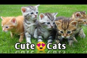 Cute cats playing |cats kitten feline pet cute animal sweet #shorts #youtube shorts