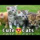 Cute cats playing |cats kitten feline pet cute animal sweet #shorts #youtube shorts