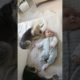 Cute dog playing baby #shorts #shortvideo #animals #dog  #dogs #baby #funny #funnyvideo #funnyvideos