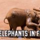 Cute elephants in forest | Wild Animals | Animals playing in forest | Picture tube