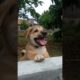 Cutes Dog Playing 🐶 Shorts Animals  🐶 a dog's way home DOGi COKO #shorts