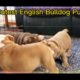 Cutest English Bulldog Videos Available Now #shorts #cute #puppies #bulldog