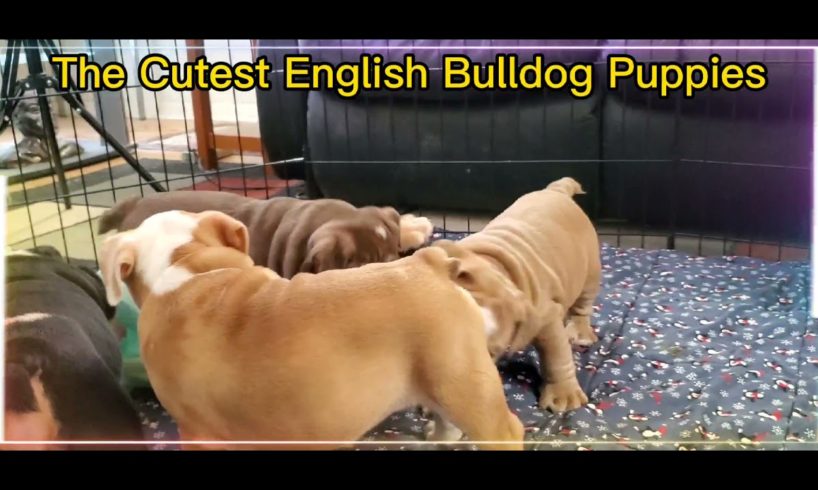 Cutest English Bulldog Videos Available Now #shorts #cute #puppies #bulldog