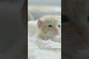 Cutest Kitten ever ? Can you ignore his eyes? ??