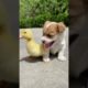 Cutest Puppies Compilation Dog Funny Things #shortvideos #FunnyShorts #91