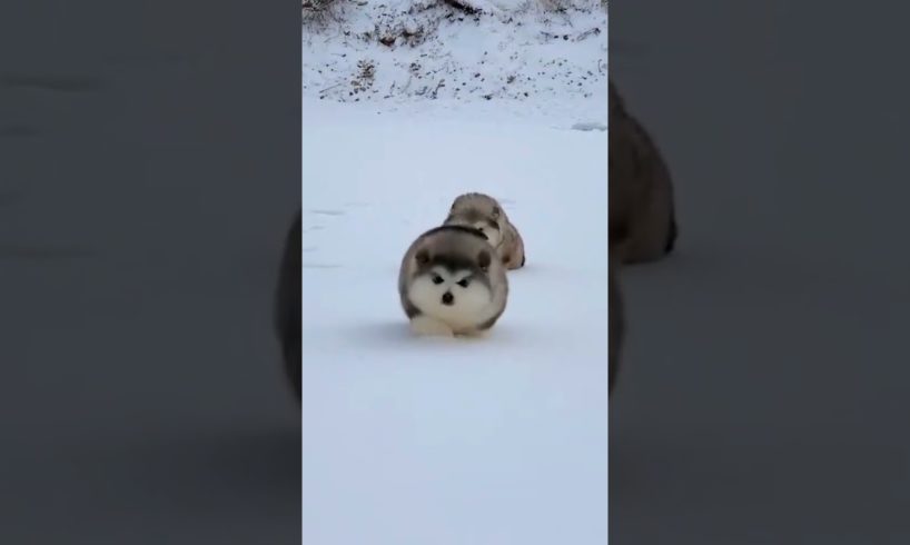 Cutest Puppies I Have Ever Seen 😍 #shorts #puppies #dog #puppy #alaskanmalamute #like #subscribe