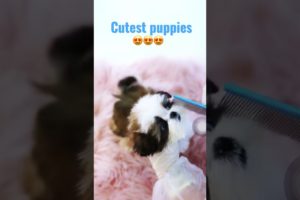 Cutest Puppies |Shorts