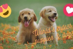 Cutest Puppies & Dogs in the World