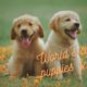 Cutest Puppies & Dogs in the World