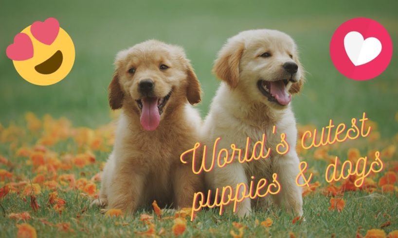 Cutest Puppies & Dogs in the World