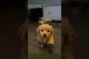 Cutest Puppies in World 3 Weeks Later! | #shorts #cute #puppy #pomeranian #daschund #kawaii #love