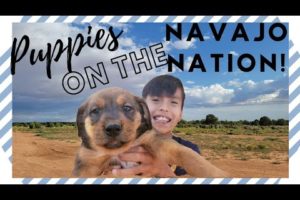 Cutest Puppies on the Navajo Nation! + Navajo Nation views!