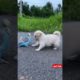 Cutest Puppy make a friend #shorts #cute #tiktok Funny videos 2021