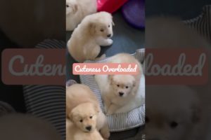 Cutest puppies Ever | OMG | Pup lovers special | Pets Queen | 2021