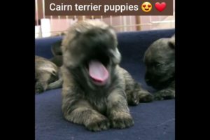 Cutest puppies 😍 💖 | cairn terrier puppies 😍