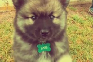 Cutest puppy ever – 8-week old Keeshond