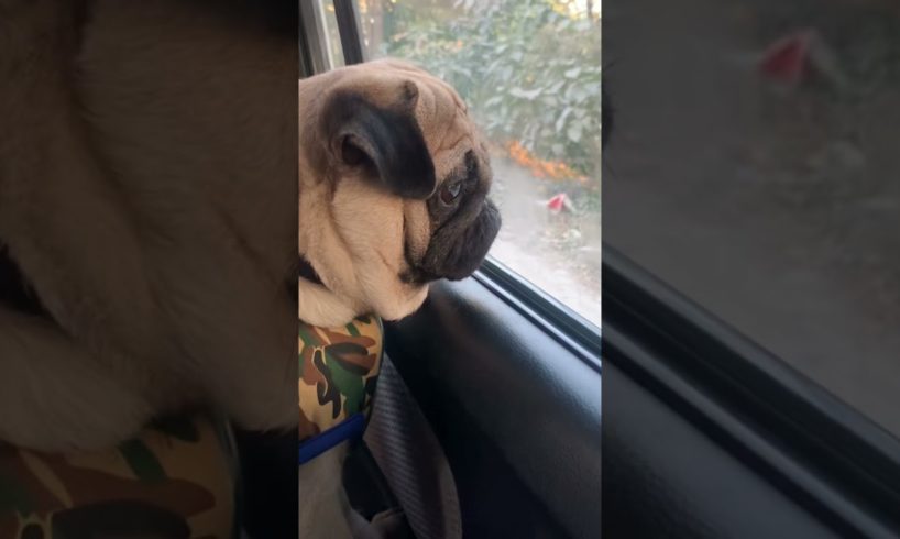 Cutest puppy 🐶 #shorts #dogs #pug #happy #dogsindia #puppy #puppies #dogsofinstagram #doggo #baby