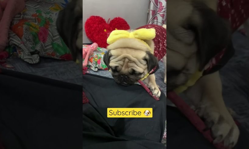 Cutest puppy wearing yellow hair band 🐶 #shorts #dogs #pug #happy #dogsindia #puppy #puppies #doggo