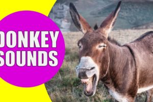 DONKEY SOUNDS | Learn Animals with Kiddopedia #Shorts