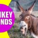 DONKEY SOUNDS | Learn Animals with Kiddopedia #Shorts