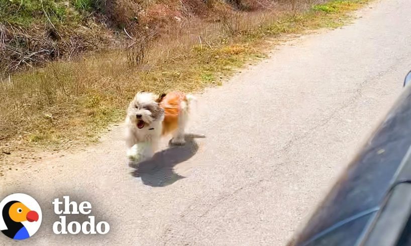 Dog Chases Car Asking To Be Rescued | The Dodo Odd Couples