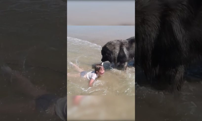 Dog Decides to Rescue Girl Playing in Ocean