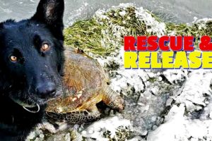 Dog Rescues Sea Turtles - Warmed & Released Back to Gulf of Mexico: The Rescuers DNA