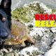 Dog Rescues Sea Turtles - Warmed & Released Back to Gulf of Mexico: The Rescuers DNA