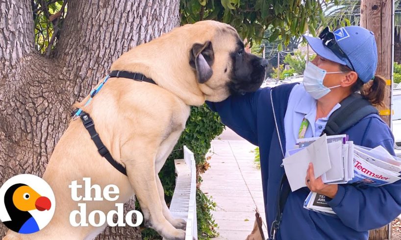 Dog Waits By The Door Every Morning So He Can Greet His Favorite Mailwoman | The Dodo