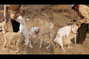 Dog mating with man 2022 | dog breeding | amazing animal videos | dog Mast | doog | numberdar vlogs