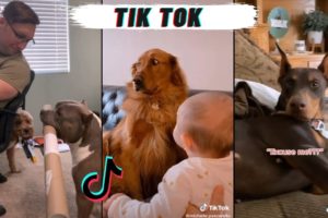 Dogs Doing Funny Things Tik Tok 🐶 Cutest Puppies #dog #tiktokdog #cute #animal