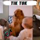 Dogs Doing Funny Things Tik Tok 🐶 Cutest Puppies #dog #tiktokdog #cute #animal