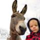 Donkey Can't Stop Following His New Human Brother Around | The Dodo Soulmates