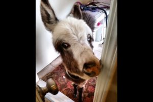 Donkey Invasion! Donkeys in the House! [Funny animals] [cute animals doing cute things] cute pets