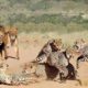 EXTREMELY RARE!! Amazing Wild Animals Hunt - Wild Animal Fights Caught On Camera |  WTN Animals