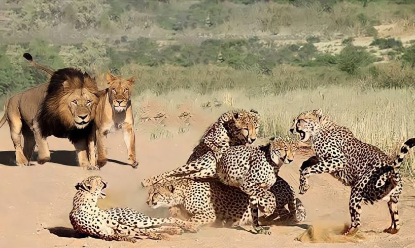 EXTREMELY RARE!! Amazing Wild Animals Hunt - Wild Animal Fights Caught On Camera |  WTN Animals